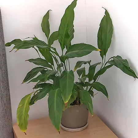 Gasthuis Quiet Spacious Amsterdam