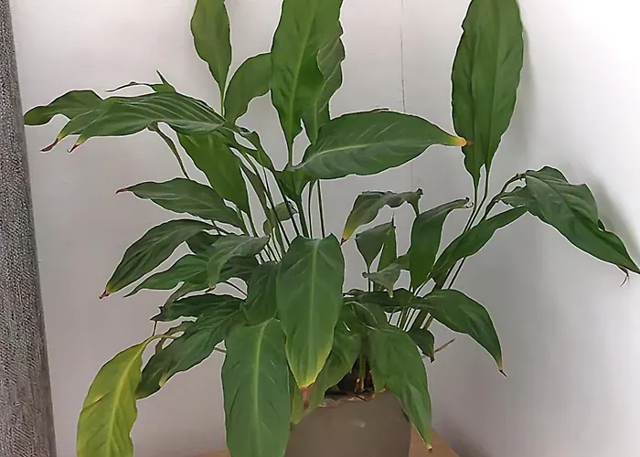 Guest house Quiet Spacious Amsterdam